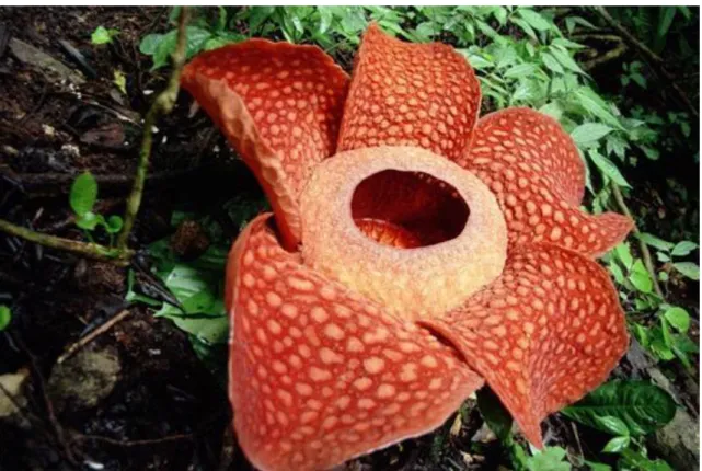 19. ábra Rafflesia Arnoldii