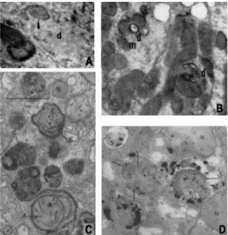 4. ábra Néhány korai kép citoplazma alkotórészeket (mitochondriumok) tartalmazó membránnal határolt  intracelluláris testekről, későbbi nevükön autofág vakuólákról