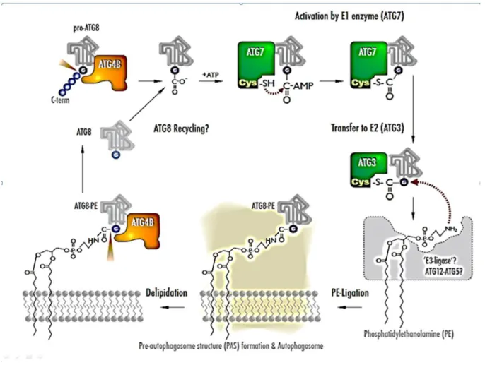 18. ábra Az ATG8 fehérje foszfatidiletanolamidhoz való kapcsolódási un. lipidációs ciklusa