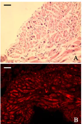 Fig. 3 PACAP38-like immunoreactivity (LI) and PACAP27-LI deter- deter-mined by RIA from heart samples