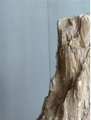 1.2. kép: Kora-miocén kovásodott fatörzs