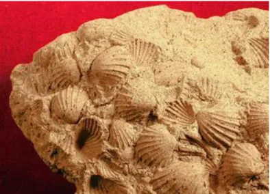1.7. kép: Cardium sp. – kagylókitöltések kora-miocén homokkőben