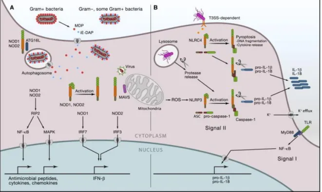 2. ábra A. A NOD1 és NOD2 aktiváció bakteriális ligand kötés hatására B. NLRP3  inflammaszóma összeszerelődés [8] 