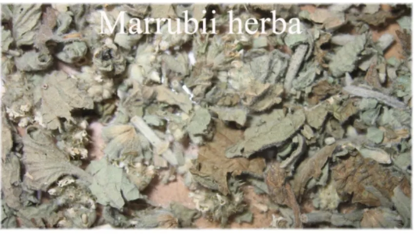 Figure  2.41  Marrubii herba 