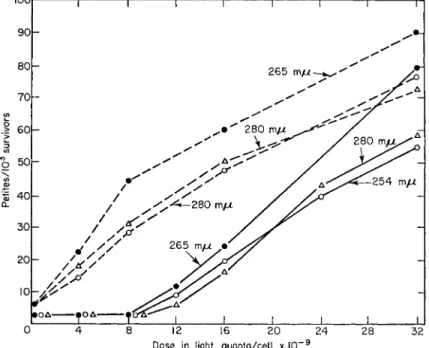 FIG. 1  U V induction curves of the petite mutation in Saccharomyces cerevisiae. 
