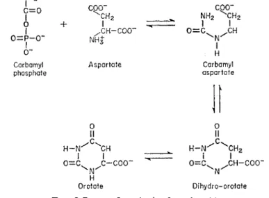 FIG. 5 Route of synthesis of orotic acid. 