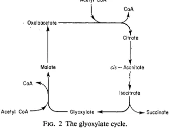 FIG. 2 The glyoxylate cycle. 