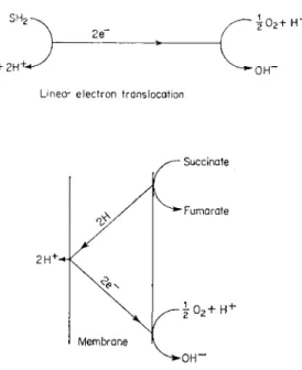 FIG. 8 Production of a proton concentration gradient by (upper), linear electron  transport or (lower), a proton translocating loop, during the transport of electrons 