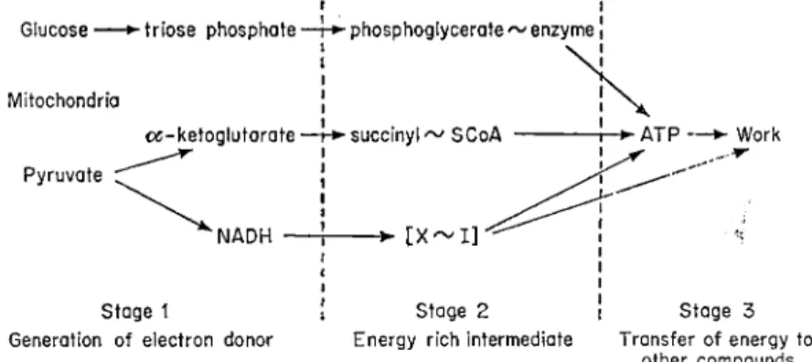 FIG. 1 The transfer of energy during cellular respiration. 