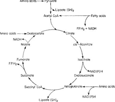 FIG. 2 Outline of the tricarboxylic acid cycle and associated reactions which  produce the electron donors necessary for oxidative phosphorylation