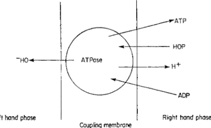 FIG. 7 ATP synthesis showing the production of  H +  and OH~ by the anisotropic  ATPase proposed by Mitchell (1961, 1966a)