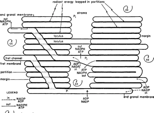 FIG. 2 Diagram showing the relationship between membranes and stroma within  a higher plant chloroplast (reproduced with permission from Weier et al., 1967)