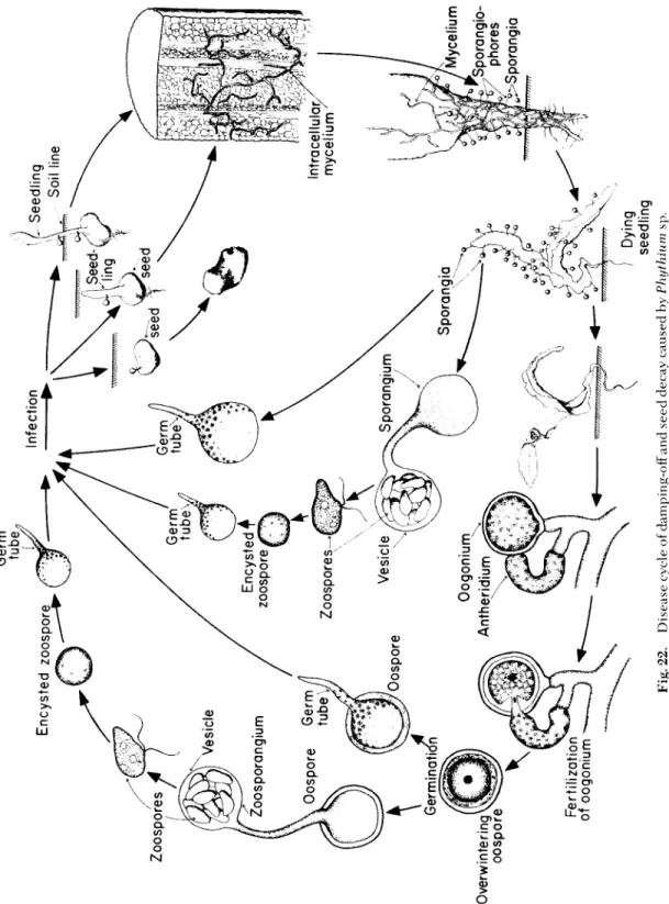 Fig. 22. Disease cycle of damping-off and seed decay caused by Phythium sp. 