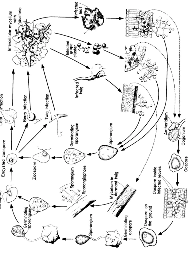 Fig. 29. Disease cycle of downy mildew of grape caused by Plasmopara viticola. Oospore Oogonium 