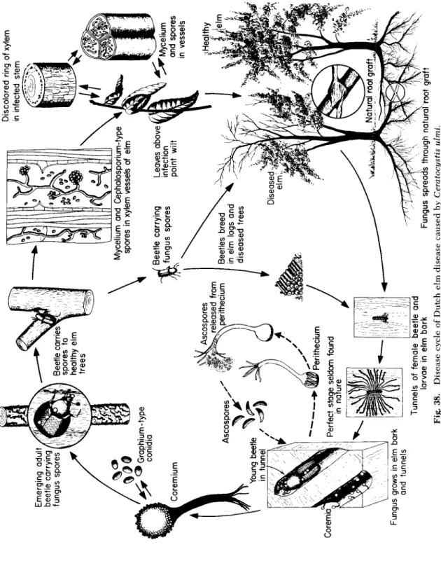 Fig. 38. Disease cycle of Dutch elm disease caused by Ceratocystis ulmi. 