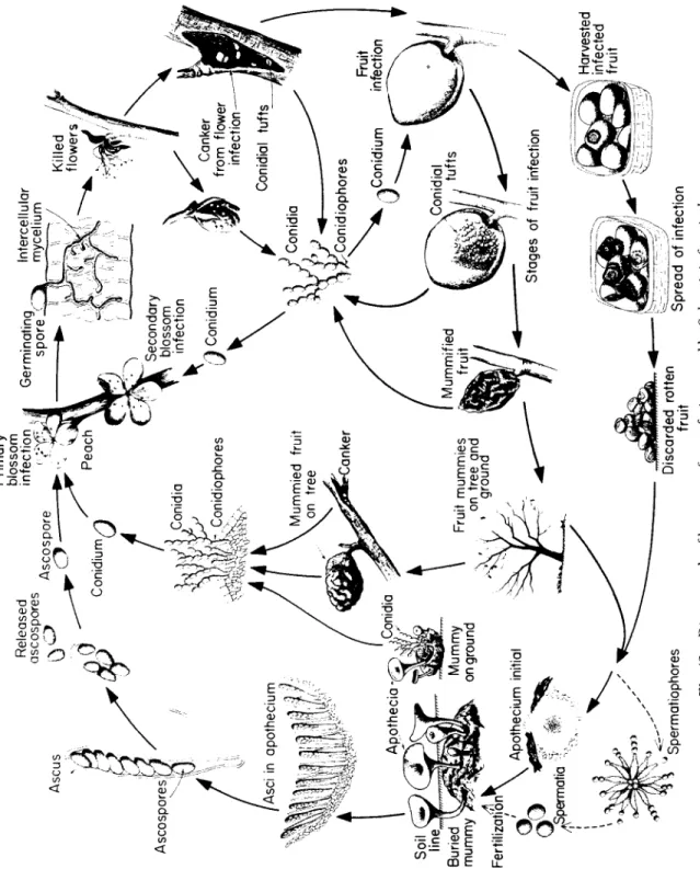 Fig. 43. Disease cycle of brown rot of stone fruits caused by Sclerotiniafructicola 