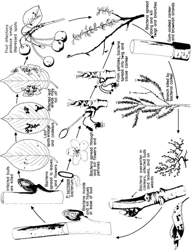 Fig. 76. Disease cycle of bacterial canker and gummosis of stone fruits caused by Pseudomonas syringae 