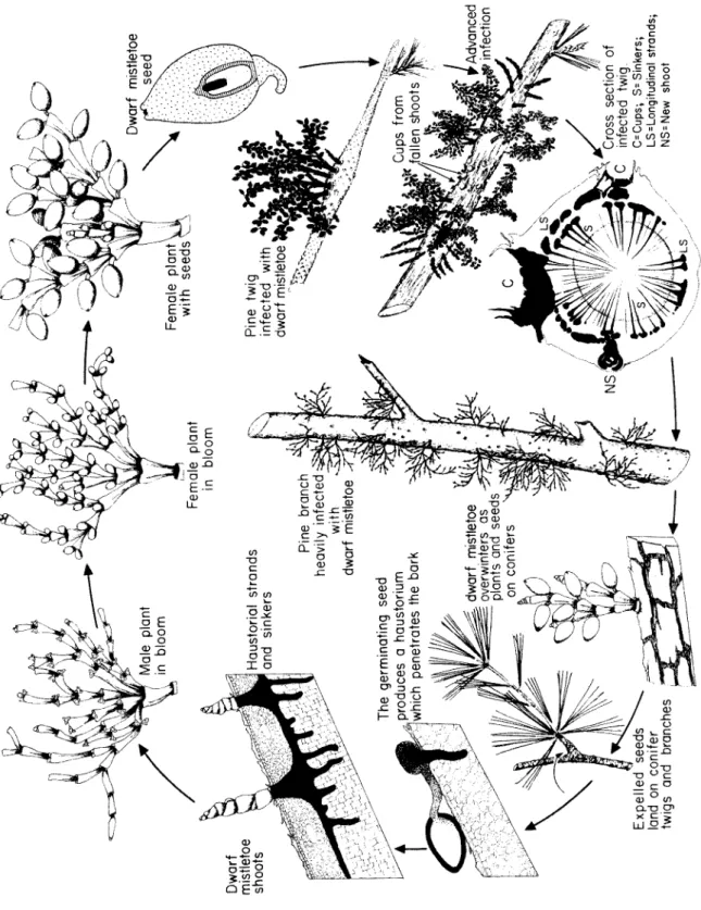 Fig. 82. Disease cycle of dwarf mistletoe (Arceuthobium sp.) on conifers. 