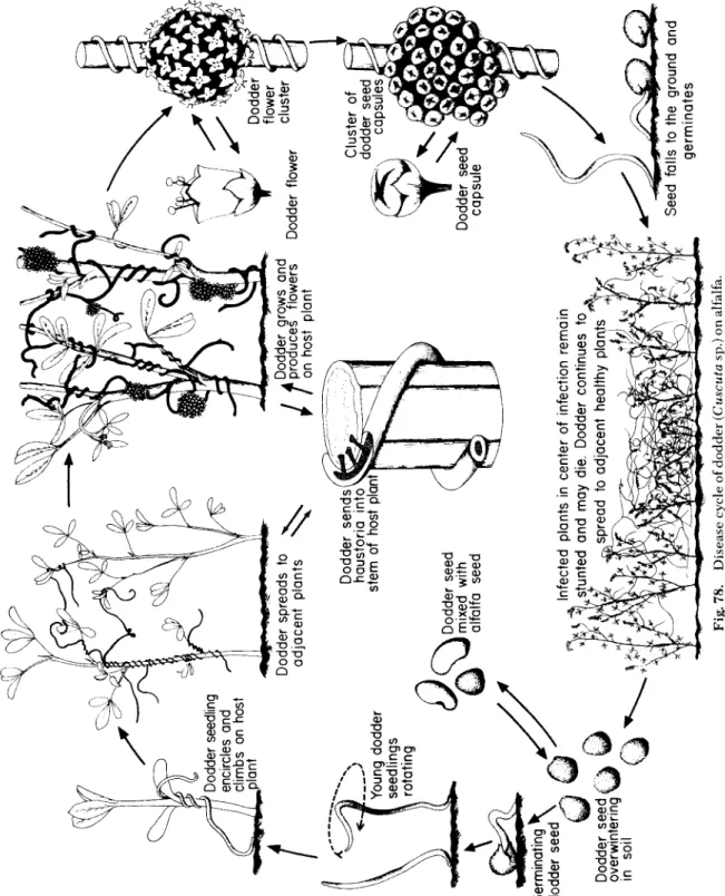 Fig. 78. Disease cycle of dodder (Cuscuta sp.) on alfalfa. 