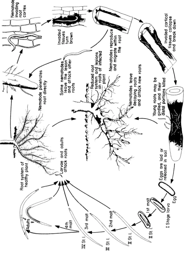 Fig. 125. Disease cycle of the lesion nematode Pratylenchus sp. 