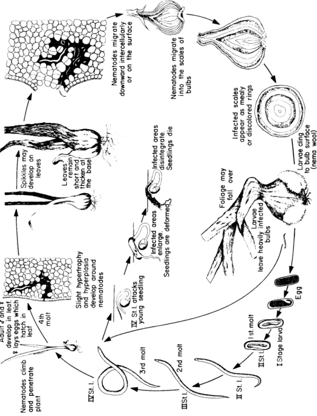 Fig. 127. Disease cycle of the stem and bulb nematode Ditylenchus dipsaci. 