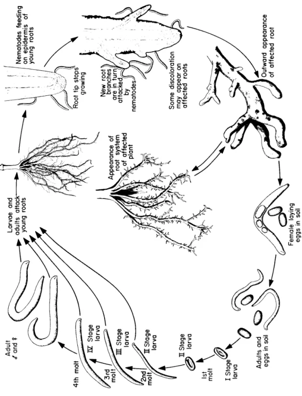 Fig. 132. Disease cycle of the stubby-root nematode Trichodorus christii. 