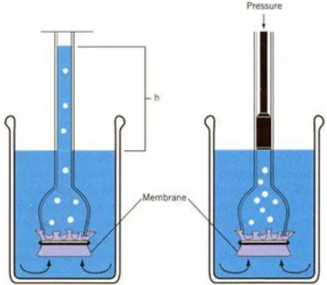 Figure 1.4 A demonstration of hydrostatic pressure (source: Hopkins W.G., Hüner N.P.A., 2009) The concept of water potential