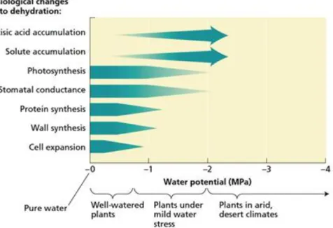 Figure 1.10 Sensitivity of various physiological processes to changes in water potential under various growing  conditions (source: Taiz L., Zeiger E., 2010)