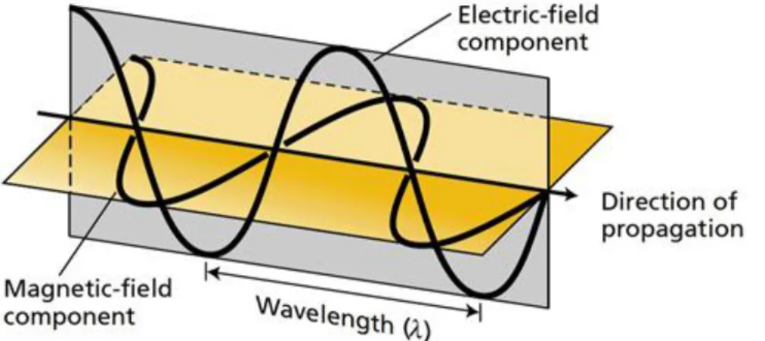 Figure  2.1  Light  is  a  transverse  electromagnetic  wave,  consisting  of  oscillating  electric  and  magnetic  fields  (source: Taiz L., Zeiger E., 2010)