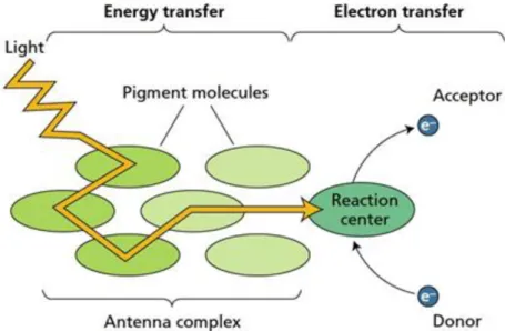 Figure 2.5 Basic concept of energy transfer during photosynthesis (source: Taiz L., Zeiger E., 2010) Oxygen-evolving organisms have two photosystems