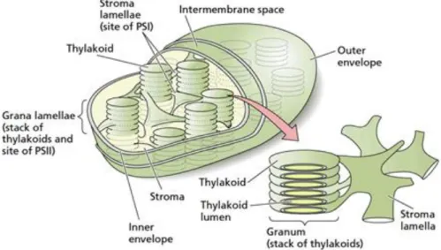 Figure  2.7 Schematic picture of the overall organization of the membranes in the chloroplast (source: Taiz L.,  Zeiger E., 2010)