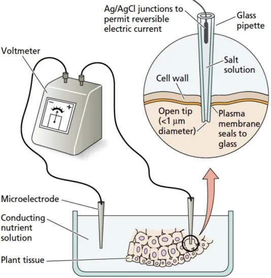 Diagram of a pair of microelectrodes used to measure membrane  potentials across cell membranes