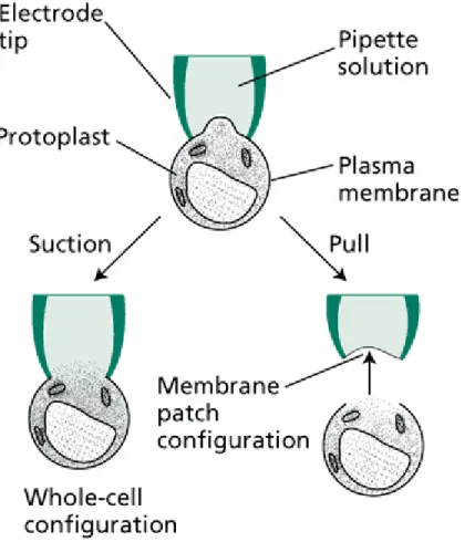 Diagram of the whole-cell and membrane patch configuration