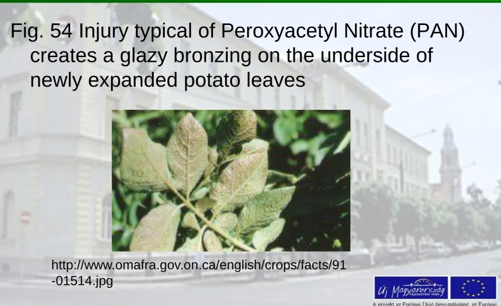 Fig. 54 Injury typical of Peroxyacetyl Nitrate (PAN)  creates a glazy bronzing on the underside of 