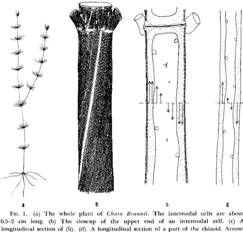 FIG. 1. (a)  T h e whole plant of Chara Braunii.  T h e internodal cells are about  0.5-2 cm long, (b)  T h e closeup of the upper end of an internodal cell, (c) A  longitudinal section of (b)