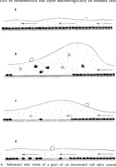 FIG. 4. Schematic side views of a part of an internodal cell after centrifugation  showing the recovery of cytoplasmic streaming and restitution of the chloroplasts to the  white area, (a) Before centrifugation; (b) 5-10 hr after centrifugation; (c) 3-5 da