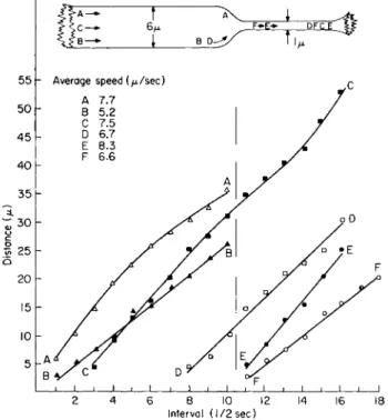 FIG.  1 1 . Constricted strand in a Euphorbia cell  1 8 0 μ in diameter.  T h e vertical  line at interval  1 0 - 1 1 represents interval when an organelle entered constriction (1 μ  diameter) from the thick portion  ( 6 μ diameter) along the strand