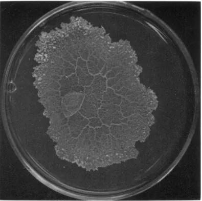 FIG. 1. A plasmodium of Physarum polycephalum growing on nutrient agar in a  14-cm petri dish