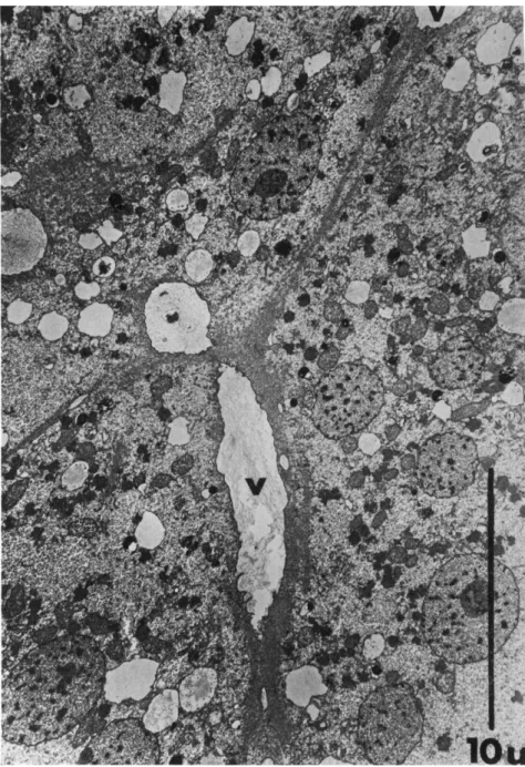 FIG. 7. Low-power electron micrograph revealing the characteristic deformation  of vacuoles (V) with fibril attachments; (Physarum polycephalum)