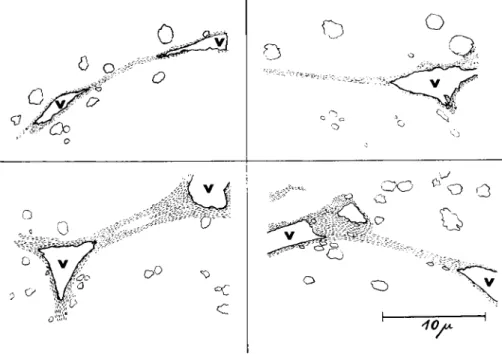 FIG. 8. Drawings of electron micrographs of four fibrils deforming vacuoles (v)  in the direction of the longitudinal axis of the fibrils (unpublished)