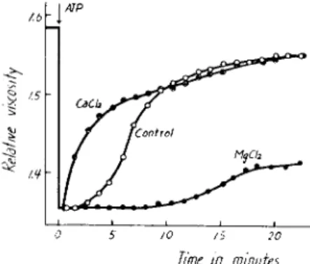 FIG. 1. Effect of  A T P on the viscosity of plasmodial myosin B; pH 6.6, 15°C;  K + ,  0.55 M