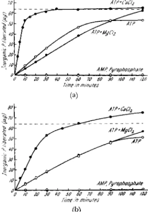 FIG. 4a. Time courses for hydrolysis of  A T P , AMP, and inorganic pyrophosphate  at a high  K +  concentration; pH 6.6, 28°C; K  +  , 0.5 M;  A T P , 0.69 χ  1 0 - 3 M; AMP,  0.83 χ  1 0 - 3 M; pyrophosphate, 0.85 χ  1 0 - 3 M; CaCl 2 , 3.3 χ  1 0 - 3 M;