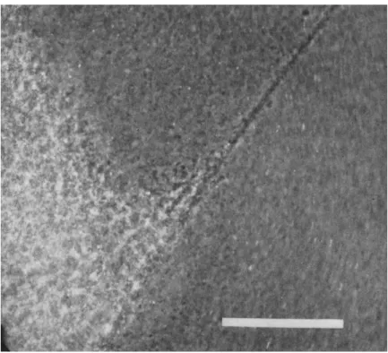 FIG. 4.  T h e edge of a contracted gel mass formed from extract I in the presence  of 2.5 mM  A T P 