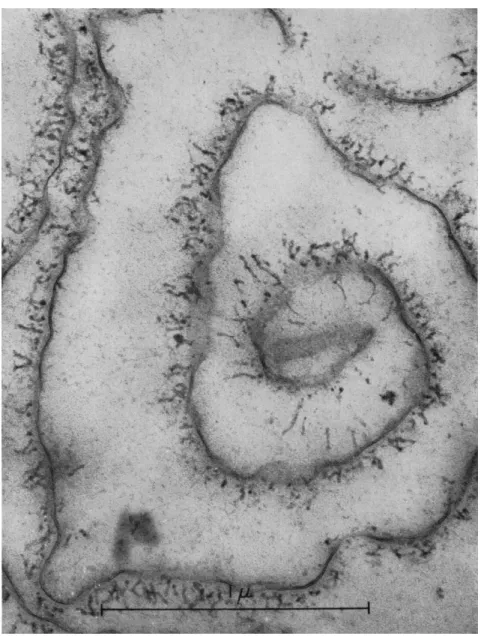 FIG. 1. Electron micrograph of isolated cell surface membrane of ameba. The  fibrillar surface coat can be seen overlying the double-layered unit membrane  ( 8 0 A  thick) characteristic of the surfaces of cells