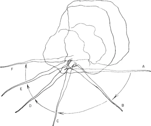 FIG. 10. Vannella miroides. Swinging movement of a radiating pseudopod just  before its retraction