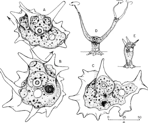 FIG. 3. Erect states of mayorellids—(A)-(C) Mayorella bigemma. (A) Nucleus has  descended from upright pseudopods; new pseudopods at upper left in direction of  arrow; (B) similar, with new pseudopods at upper right; (C) with nucleus in the  upright pseudo