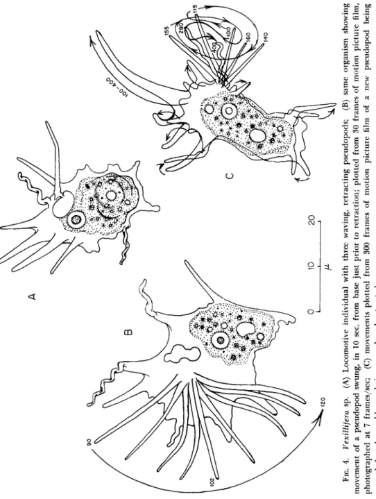 FIG. 4. Vexillifera sp. (A) Locomotive individual with three waving, retracting pseudopods; (B) same organism showing ·  movement of a pseudopod swung, in 10 sec, from base just prior to retraction; plotted from 30 frames of motion picture film, οχ  photog