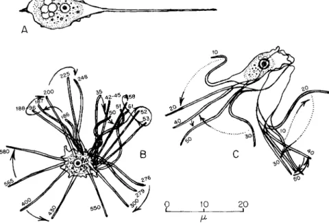 FIG. 5. Flagellipodium sp.  ( A ) Locomotive stage with the &#34;flagellipod&#34; rigidly an- an-terior in the direction of locomotion; (B) nonlocomotive organism, showing various  positions and movements of the active flagellipod, plotted from 600 frames 