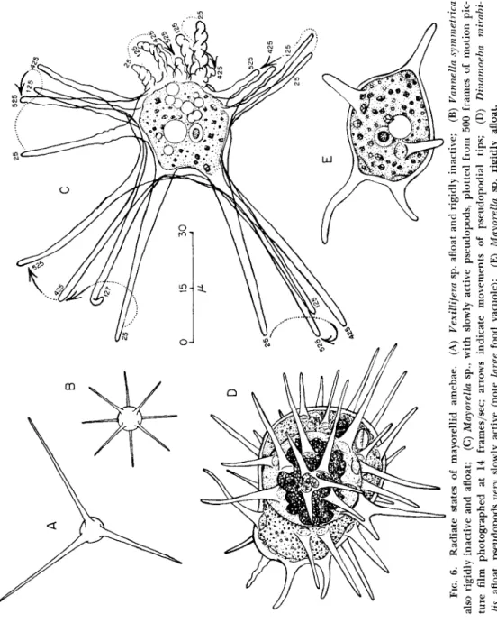 FIG. 6. Radiate states of mayorellid amebae. (A) Vexillifera sp. afloat and rigidly inactive; (B) Vannella symmetrica  also rigidly inactive and afloat; (C) Mayorella sp., with slowly active pseudopods, plotted from 500 frames of motion pic- ture film phot