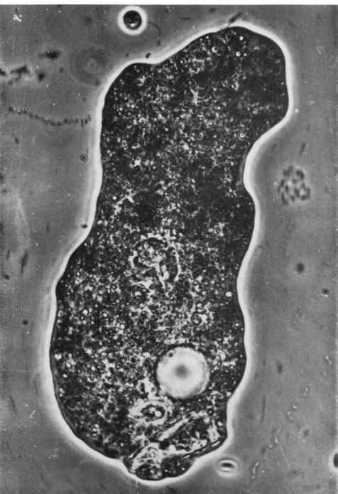 FIG. 1. Diatom lodged in caudal end of proteus type of amebae. In anterior region  some slow cytoplasmic streaming in forward direction is seen (rod-shaped blurred  images)